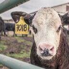 calf-362170_1920