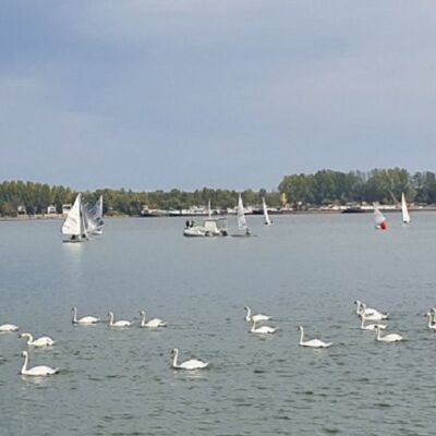 jedrilicari-fondacije-leptir-na-dunavu