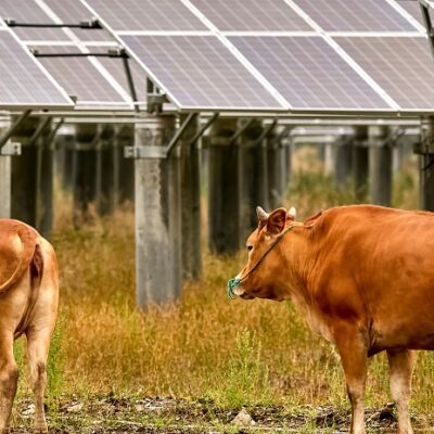 Cow,Grazing,Under,Solar,Photovoltaic,Panel