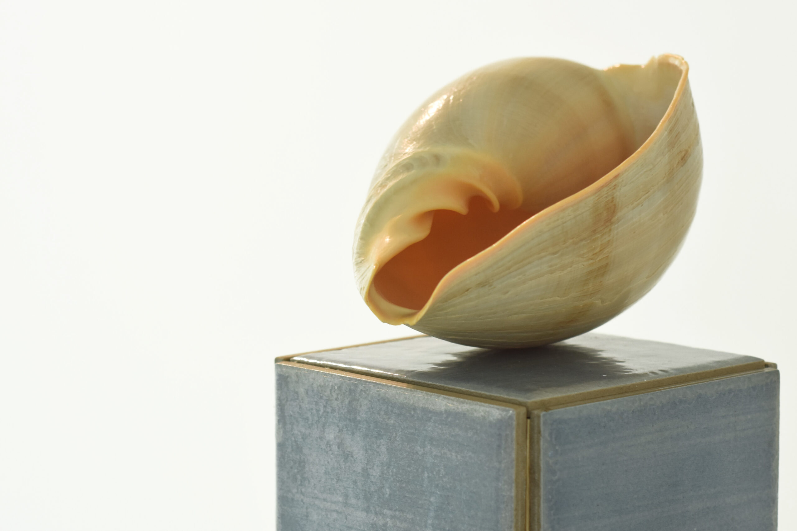 otvaranje-izlozbe-jer-ovo-mjesto-nije-dovoljno-da-primi-toliku-samocu-u-titovoj-vili