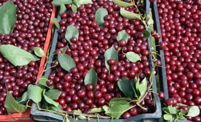 Oblecinska rana višnja na izložbi u Radonjici