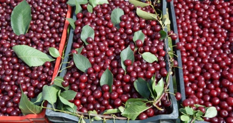 odrzani-deveti-dani-visnje-u-podplaninskom-selu-radonjica-nadomak-leskovacke-varosice-vucje