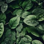 pexels-sohi-807598